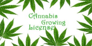 cannabis growing licence dot net-500x250