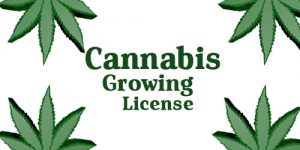 cannabis growing license dot com-500x250